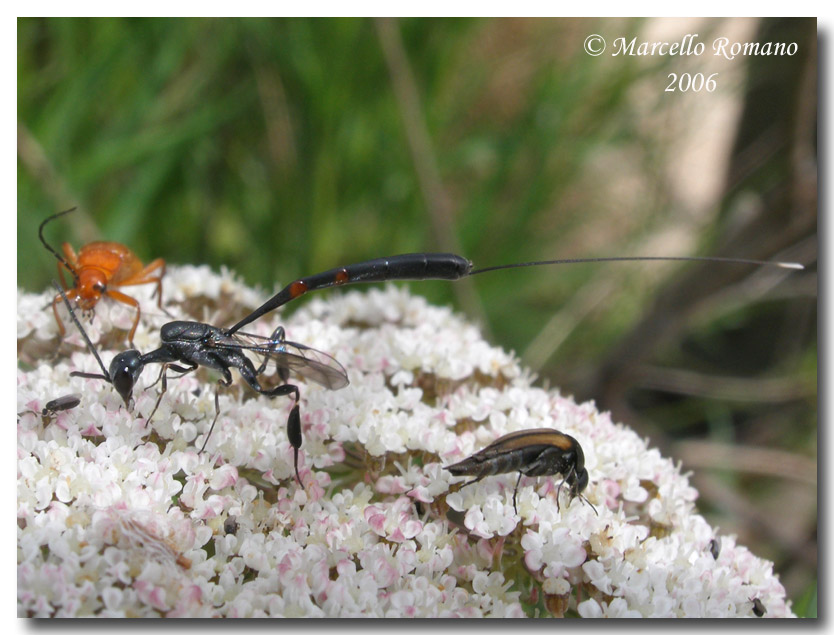 Ichneumonidae e Gasteruptiidae (differenze)